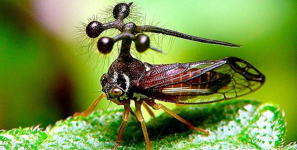 Insectos raros que habitan en el planeta